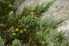 Black juniper (Juniperus indica)