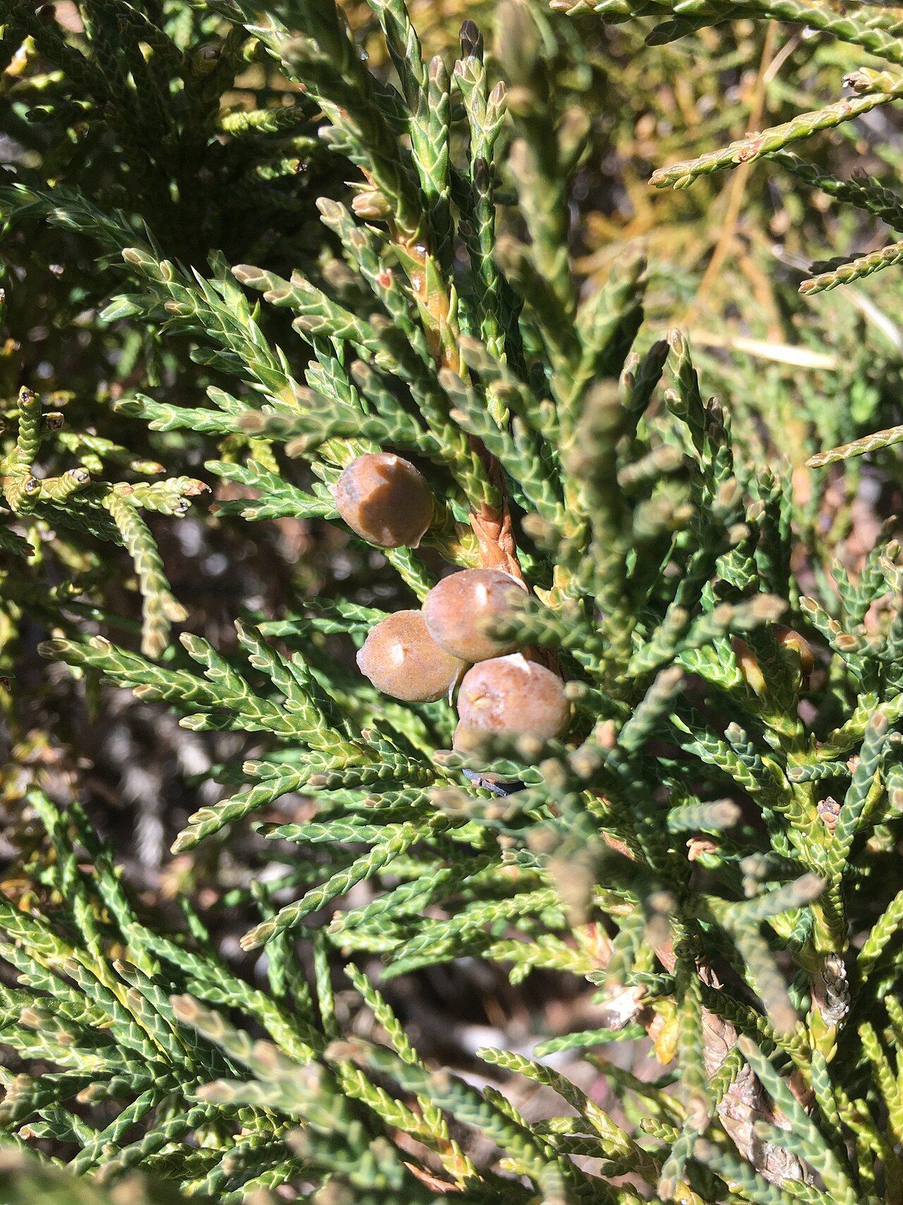 Black juniper: black juniper