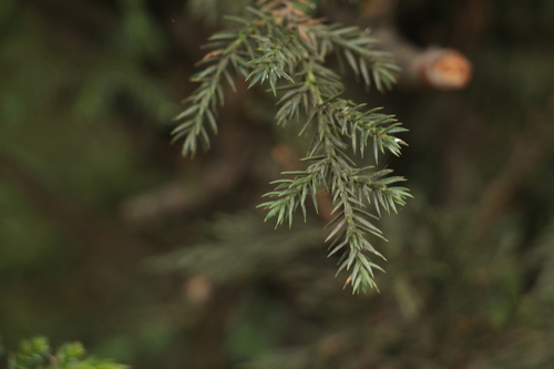 Black juniper (Juniperus indica)