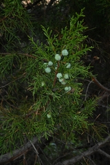 Juniperus jaliscana (Juniperus jaliscana)