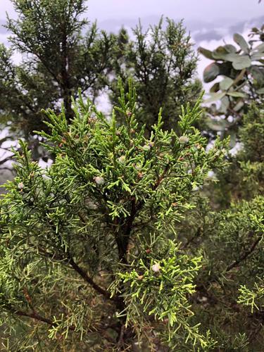 Juniperus jaliscana (Juniperus jaliscana)