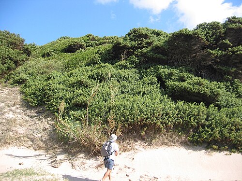 Large-fruited juniper: Juniperus macrocarpa habitat. Playa de Valdevaqueros, Punta Paloma, Tarifa 36°04'N 5°42'W