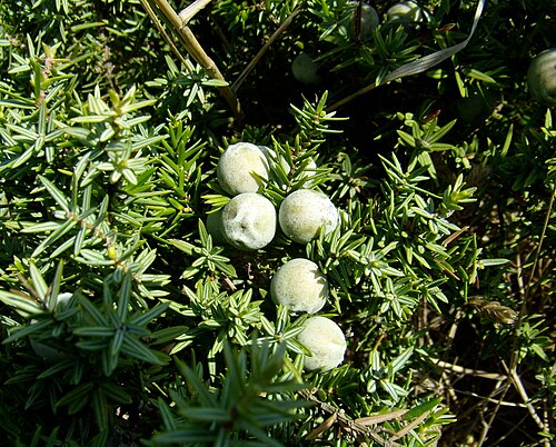 Large-fruited juniper: Bayas de enebro marítimo Juniperus macrocarpa . Playa de Valdevaqueros, Punta Paloma, Tarifa 36°04'N 5°42'W