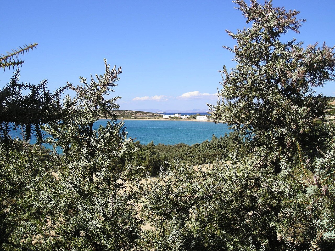 Large-fruited juniper: Juniperus macrocarpa , Langeri, Paros Island, Greece