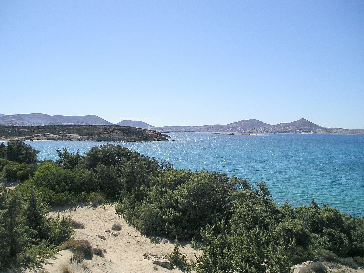 Large-fruited juniper: Juniperus macrocarpa on sand dune habitat, Langeri, Paros Island, Greece