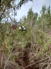 Large-fruited juniper (Juniperus macrocarpa)