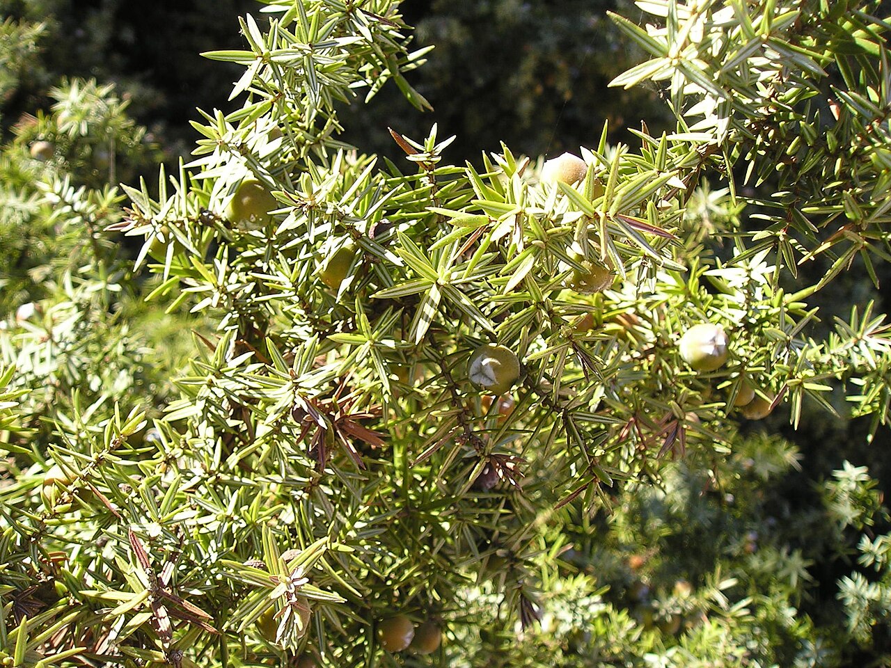 Large-fruited juniper: Juniperus macrocarpa , Langeri, Paros Island, Greece