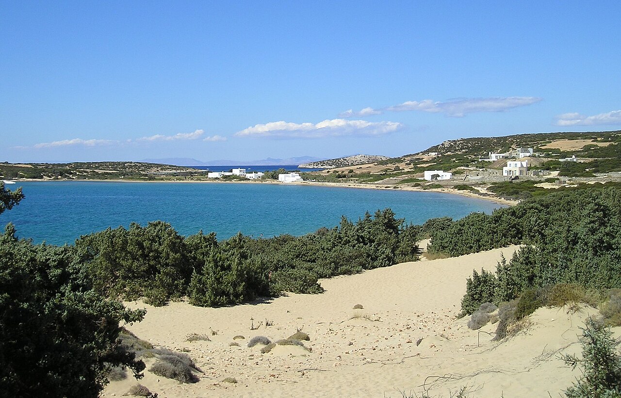 Large-fruited juniper: Juniperus macrocarpa on sand dune habitat, Langeri, Paros Island, Greece