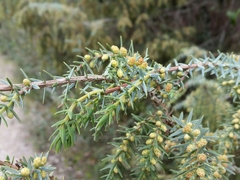 Large-fruited juniper (Juniperus macrocarpa)