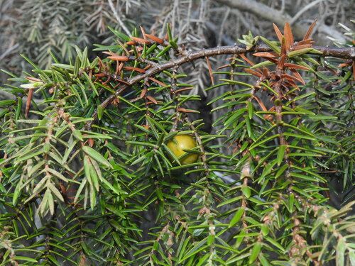 Large-fruited juniper (Juniperus macrocarpa)