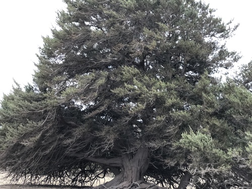 Large-fruited juniper (Juniperus macrocarpa)