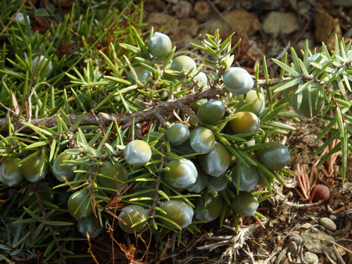 Large-fruited juniper (Juniperus macrocarpa)
