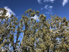 One-seed juniper (Juniperus monosperma)