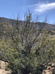 One-seed juniper (Juniperus monosperma)