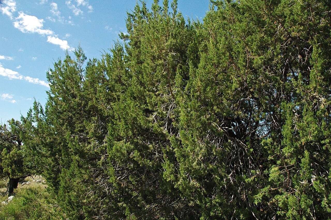 One-seed juniper: Juniperus monosperma Engelmann, 1878 - one-seeded juniper (desert plant display, visitor center grounds, Guadalupe Mountains National Park, Texas, USA) Plants a