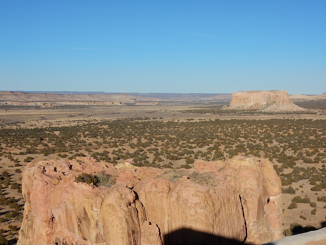 One-seed juniper: Juniperus monosperma, oneseed juniper, and Pinus edulis, twoneedle pinyon, dominate the pinyon-juniper woodlands surrounding Acoma Pueblo.