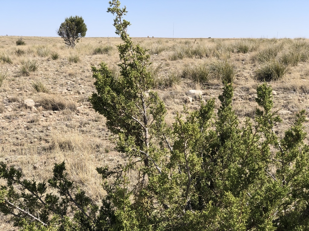 One-seed juniper (Juniperus monosperma)