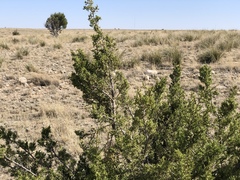 One-seed juniper (Juniperus monosperma)