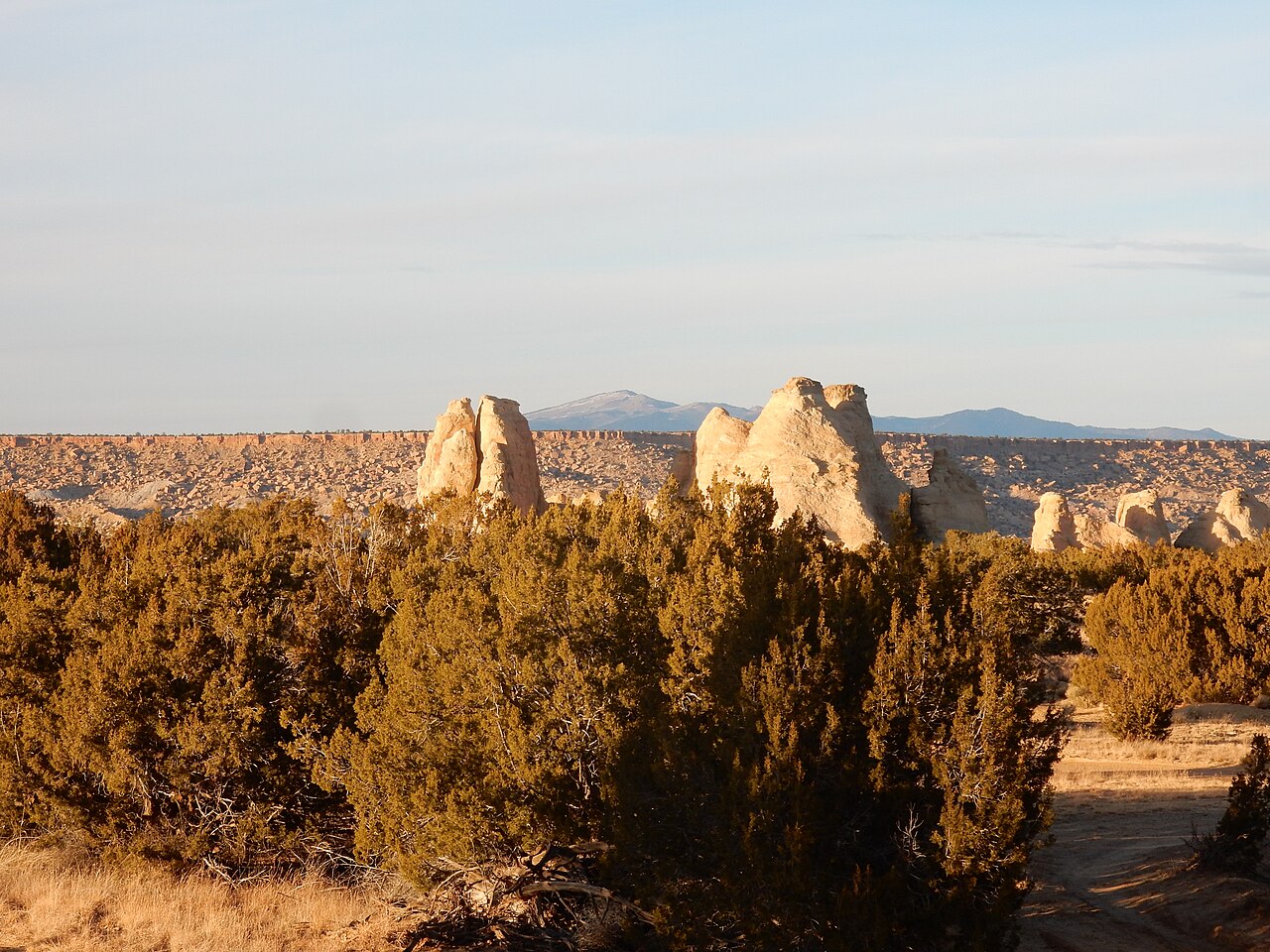 One-seed juniper: Juniperus monosperma, oneseed juniper, and Pinus edulis, twoneedle pinyon, dominate the pinyon-juniper woodlands in this area of northern New Mexico.