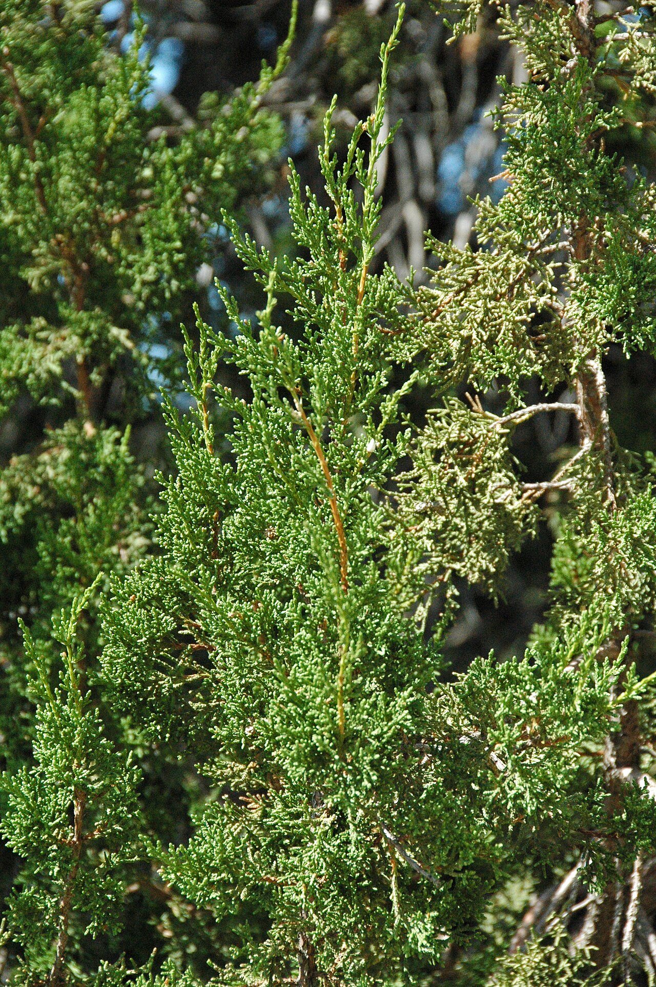 One-seed juniper: Juniperus monosperma Engelmann, 1878 - one-seeded juniper (desert plant display, visitor center grounds, Guadalupe Mountains National Park, Texas, USA) Plants a