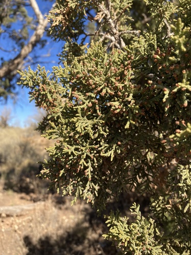 One-seed juniper (Juniperus monosperma)