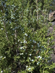 One-seed juniper (Juniperus monosperma)