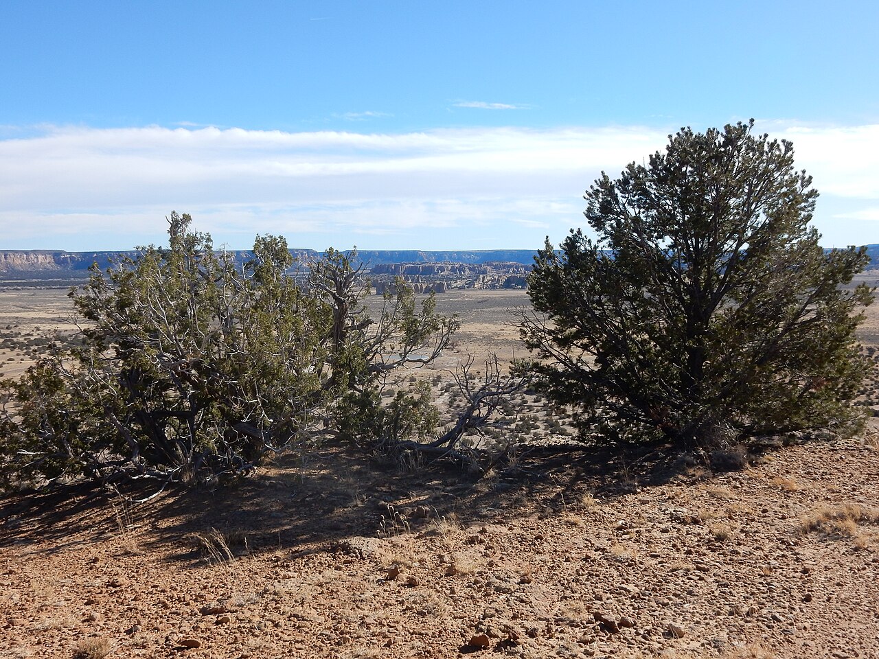One-seed juniper: Juniperus monosperma, oneseed juniper (left), and Pinus edulis, twoneedle pinyon (right), overlooking the valley in which sites Acoma Pueblo.