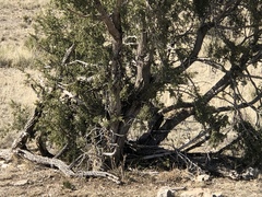 One-seed juniper (Juniperus monosperma)