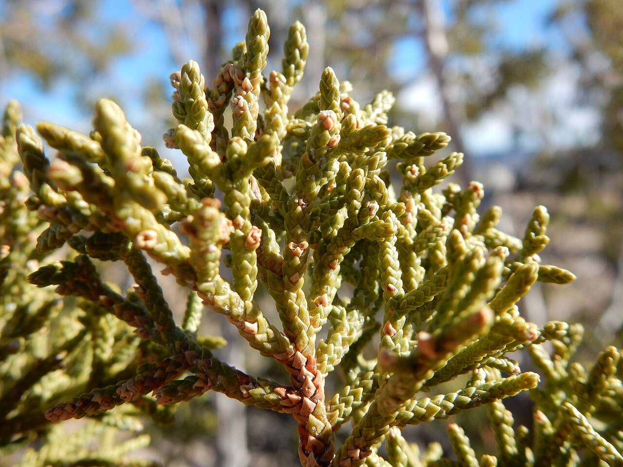 One-seed juniper: The scale leaves of Juniperus monosperma, oneseed juniper, have minute marginal denticulations and fewer than one fifth of the leaves bear a white resinous exud