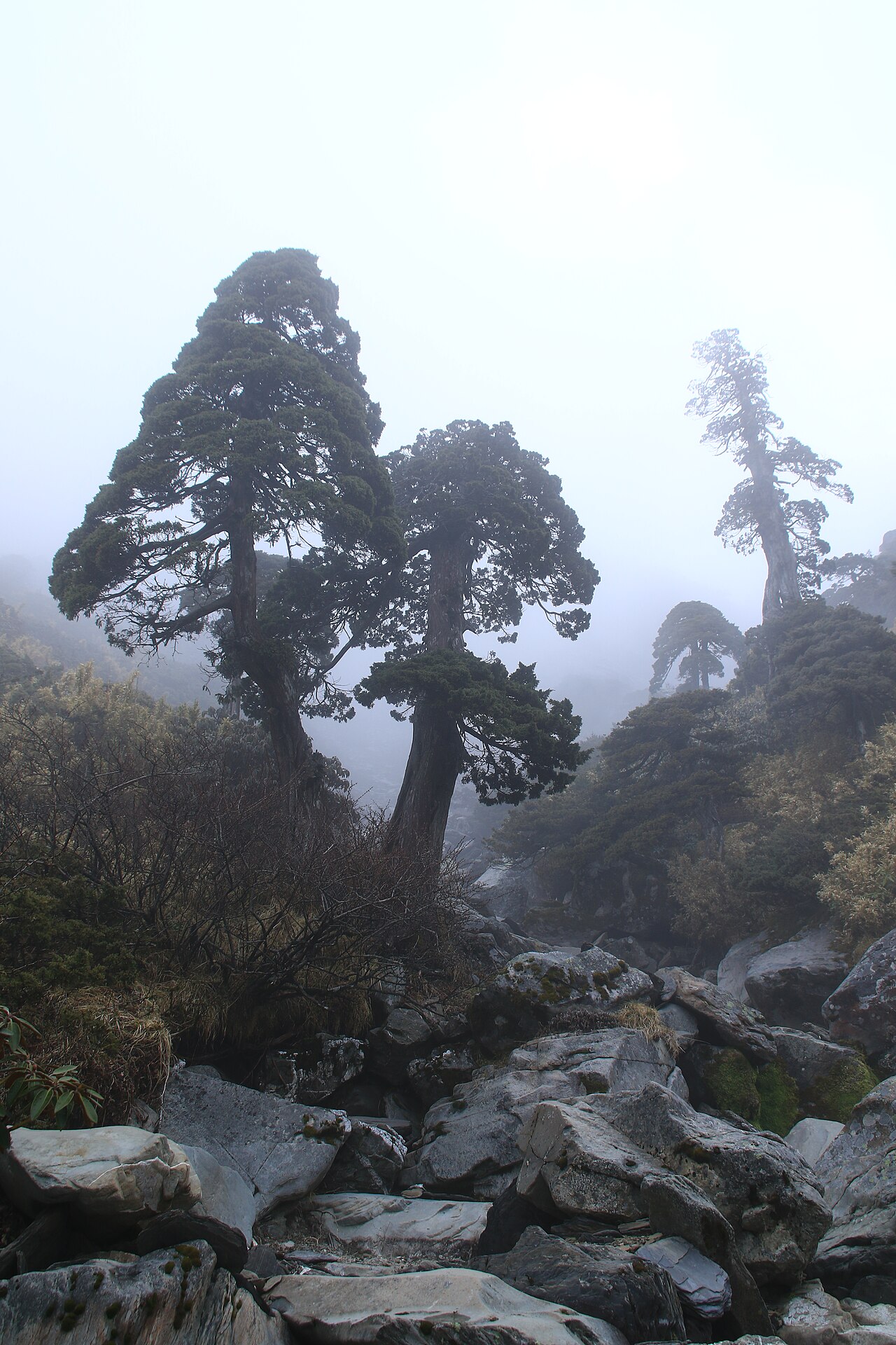 Juniperus morrisonicola: {| cellspacing="0" style="min-width:300px; max-width:500px; text-align:left; color:inherit; background:var(--background-color-neutral,#ddd); border:1px solid va
