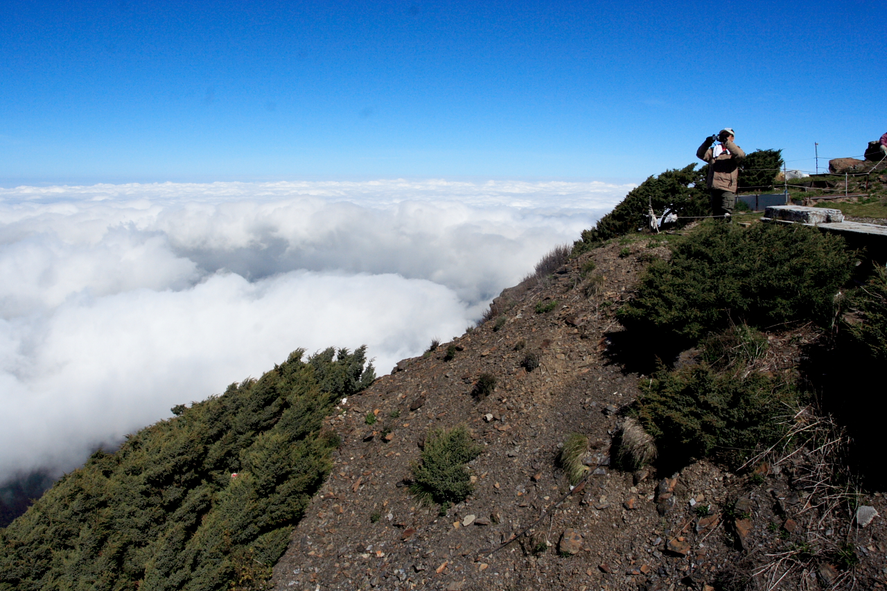 Juniperus morrisonicola: Juniperus morrisonicola near summit of Yushan (3958m), Taiwan.