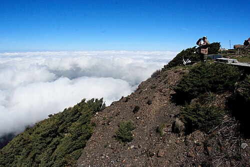 Juniperus morrisonicola: Juniperus morrisonicola near summit of Yushan (3958m), Taiwan.