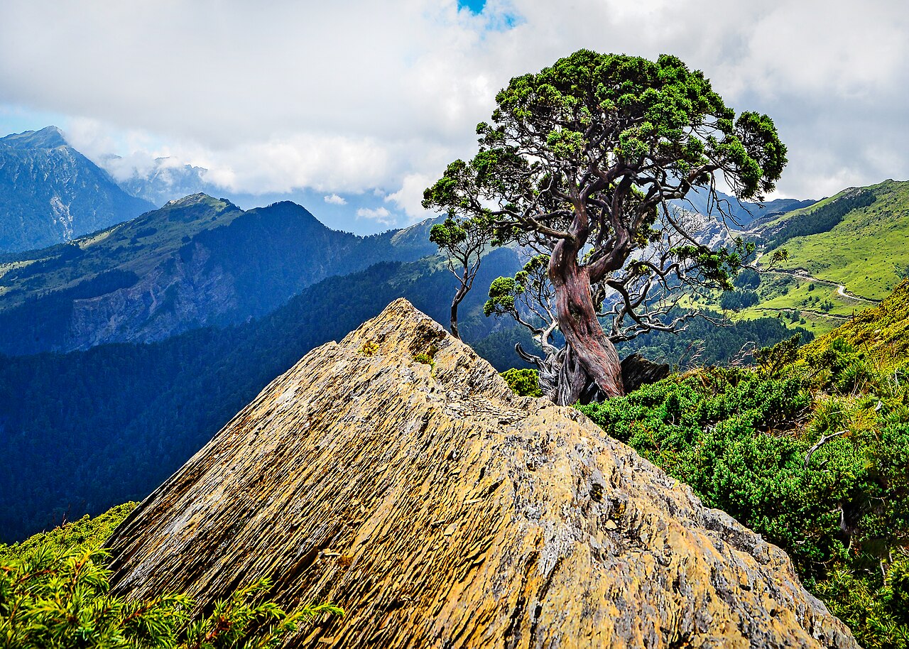 Juniperus morrisonicola: 合歡山北峰玉山圓柏