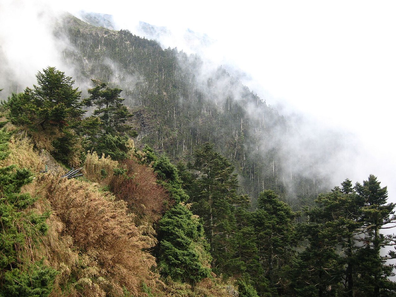 Juniperus morrisonicola: Abies kawakamii (trees), Juniperus morrisonicola (green shrubs in foreground), Yushan, Taiwan