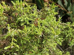 Juniperus navicularis (Juniperus navicularis)