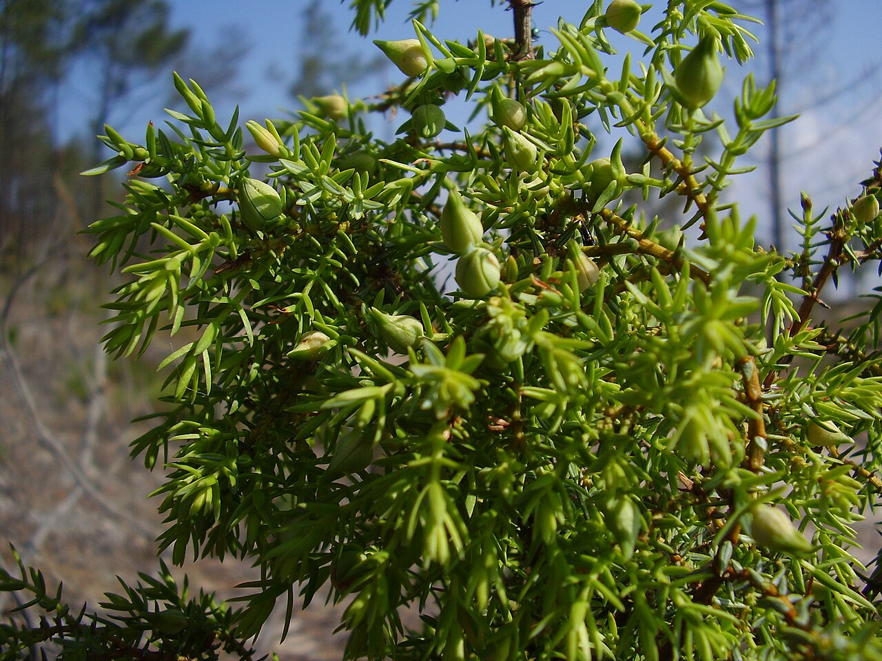 Juniperus navicularis: Juniperus navicularis (detail, with infestation by a gall mite species), Melides