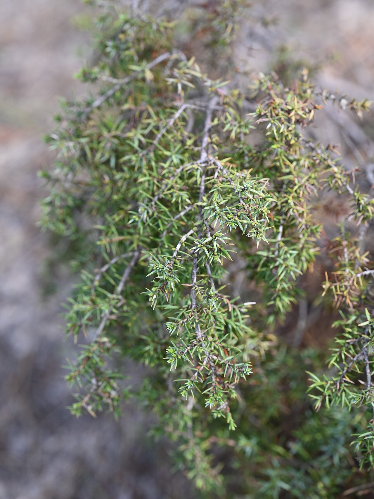 Juniperus navicularis: Juniperus navicularis in Jardín Botánico Dunas del Odiel
