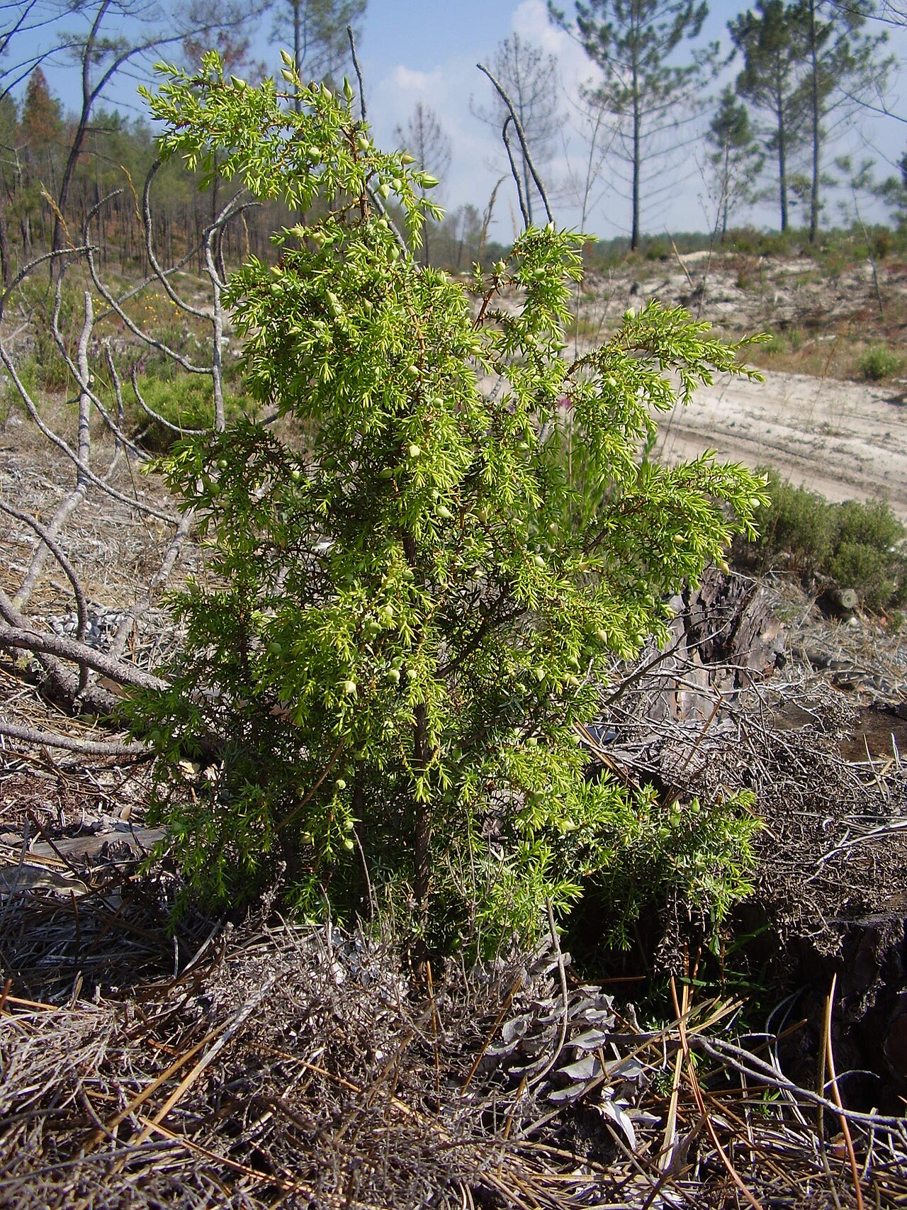 Juniperus navicularis (Juniperus navicularis)