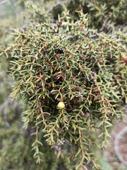 Juniperus navicularis (Juniperus navicularis)