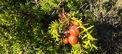 Juniperus navicularis (Juniperus navicularis)