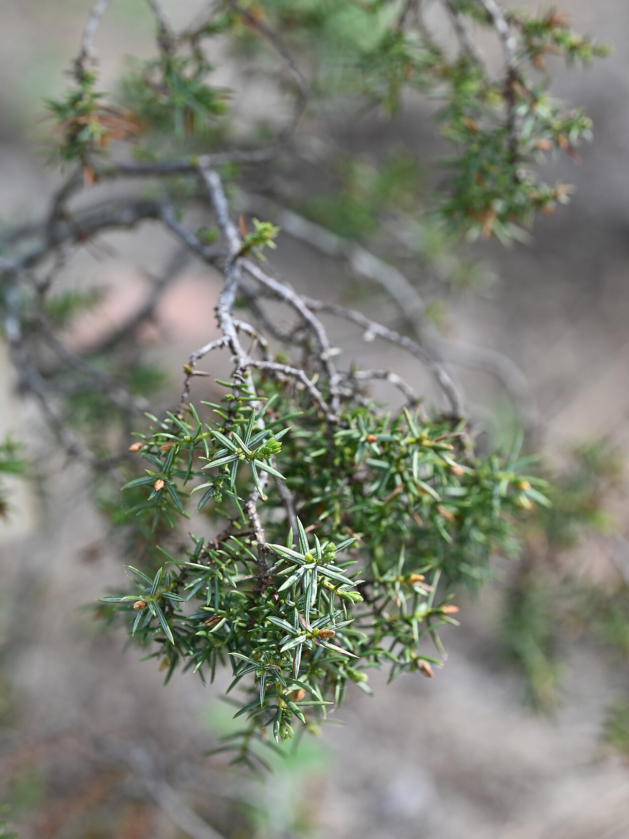 Juniperus navicularis: Juniperus navicularis in Jardín Botánico Dunas del Odiel
