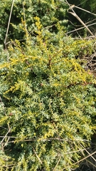 Juniperus navicularis (Juniperus navicularis)
