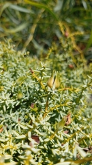 Juniperus navicularis (Juniperus navicularis)