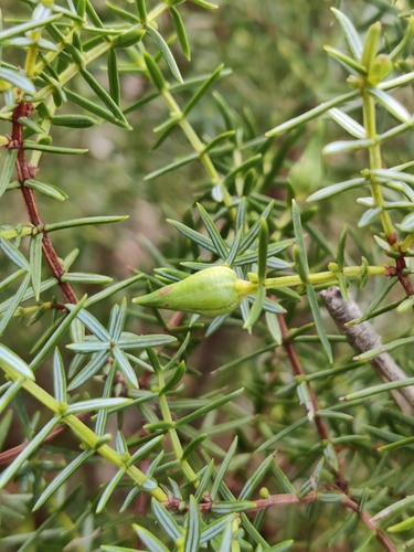 Juniperus navicularis (Juniperus navicularis)