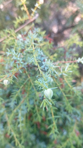 Juniperus navicularis (Juniperus navicularis)
