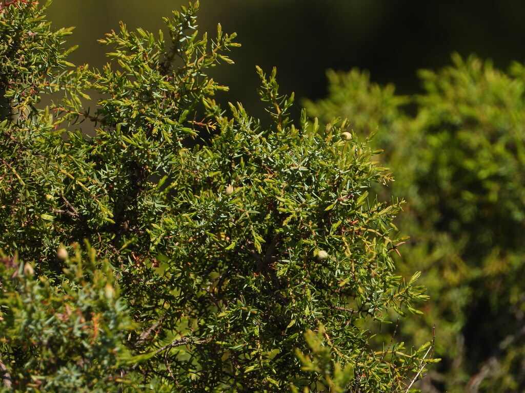 Juniperus navicularis (Juniperus navicularis)