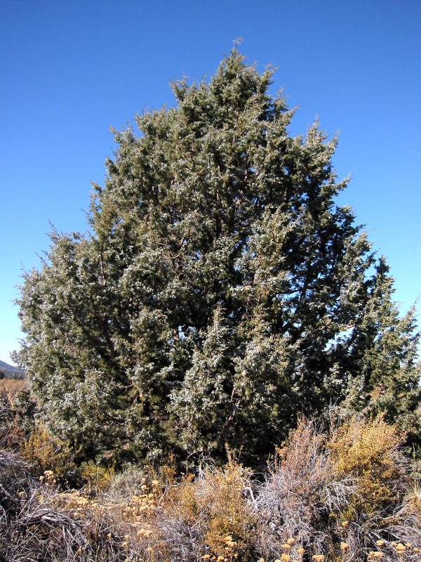 Western juniper (Juniperus occidentalis)