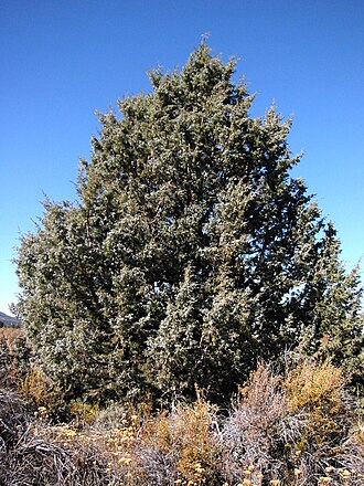 Western juniper (Juniperus occidentalis)