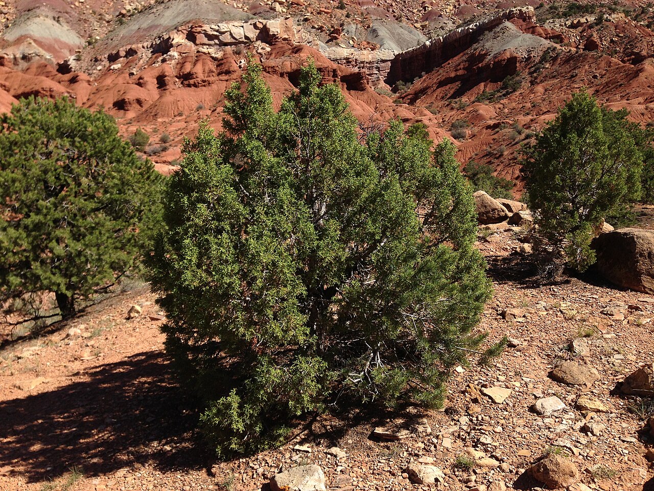 Utah juniper: Juniperus osteosperma along Capitol Reef Scenic Drive 5.1 miles from Utah State Route 24