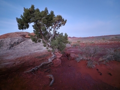Utah juniper (Juniperus osteosperma)